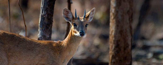 dudhwa deer