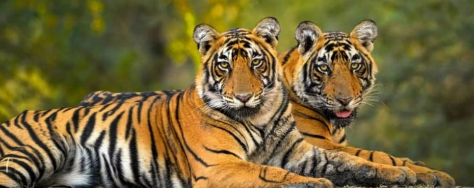 dudhwa tiger zone