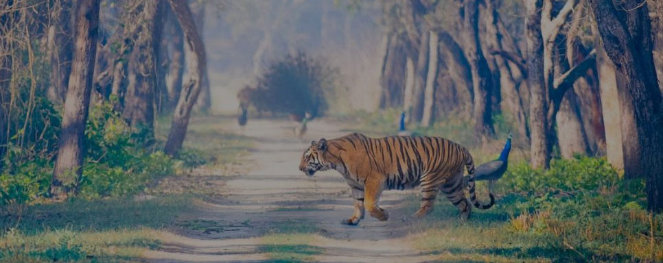 dudhwa wildlife experience