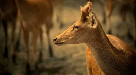 dudhwa deer