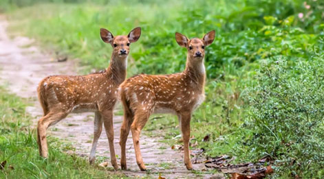 deer in dudhwa