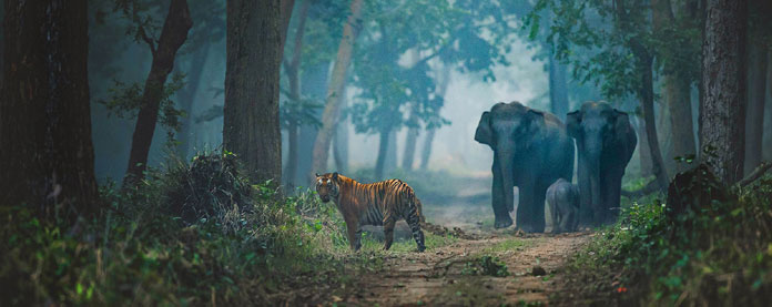 tiger safari dudhwa