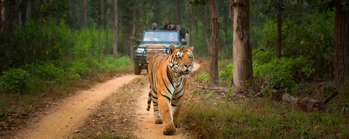 tiger view dudhwa