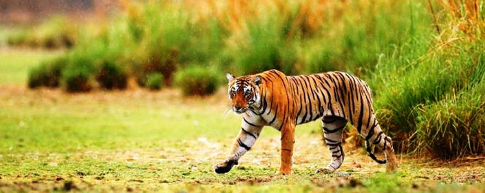 tiger safari dudhwa