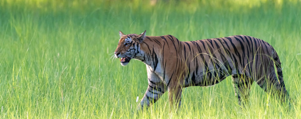 dudhwa tiger view