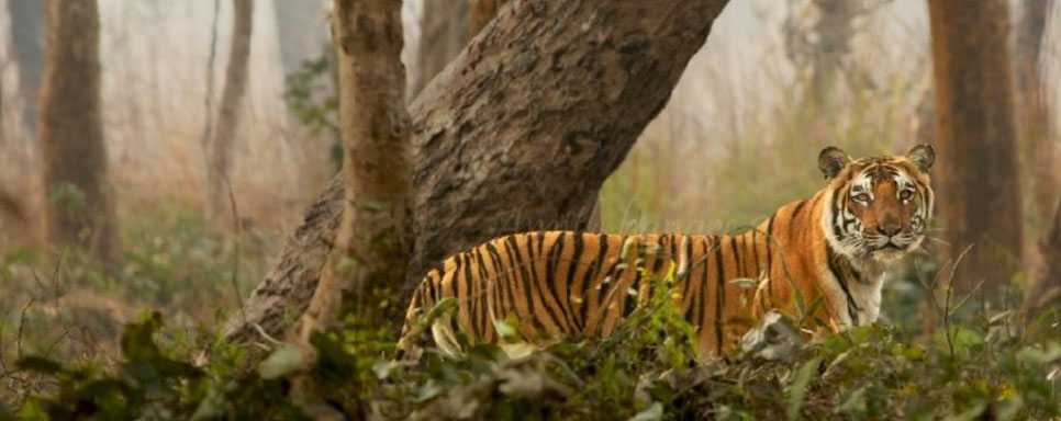 tiger in dudhwa