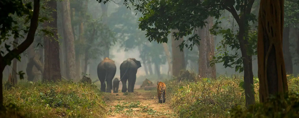 tiger jungle view