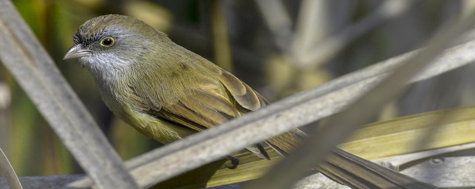 jerdons babbler bird