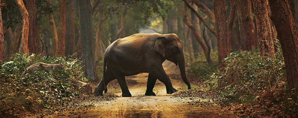 dudhwa park elephants