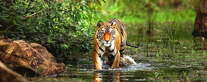 tiger wildlife tour